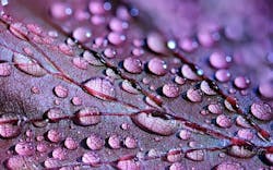 1655328435909 Dewdrops2432391 1920 1655328435909 Dewdrops2432391 1920