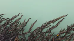 algae-2307691_1280