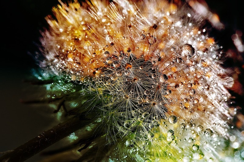 1655328454400 Dandelion3094349 1280