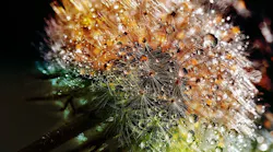 dandelion-3094349_1280