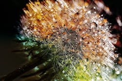 1655328454400 Dandelion3094349 1280 1655328454400 Dandelion3094349 1280