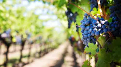 purple-grapes-553463_1920