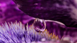 drop-1842088_1920