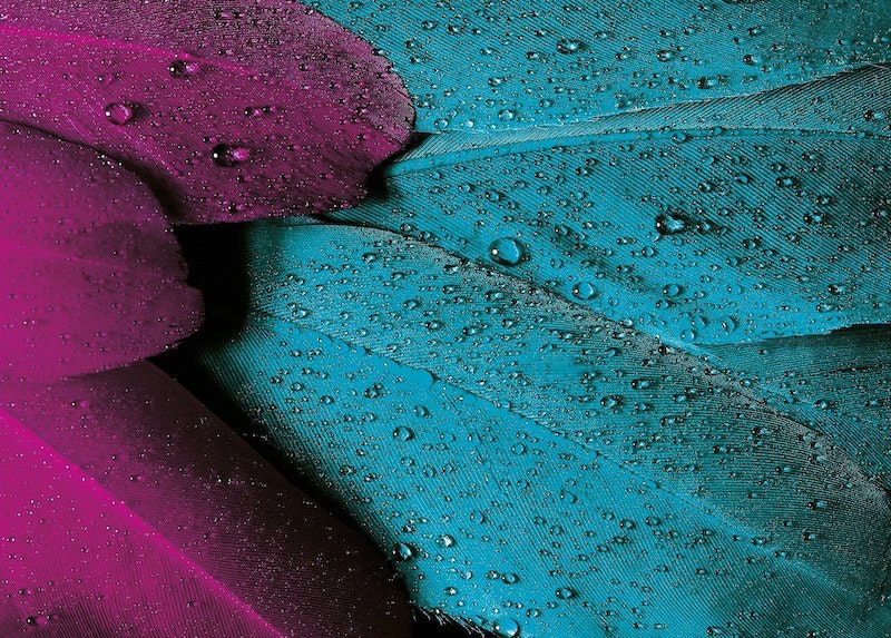 1655328483023 Plumage176723 1920