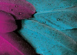 1655328483023 Plumage176723 1920 1655328483023 Plumage176723 1920