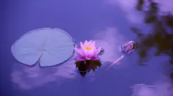 lotus-1205631_1920