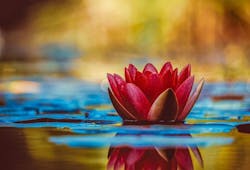 1655328499835 Water Lily 1655328499835 Water Lily