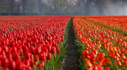 netherlands water