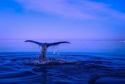 1655328535795 Water Quality 1655328535795 Water Quality