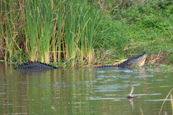 1655328537342 Alligator 1655328537342 Alligator