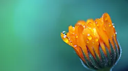 water act