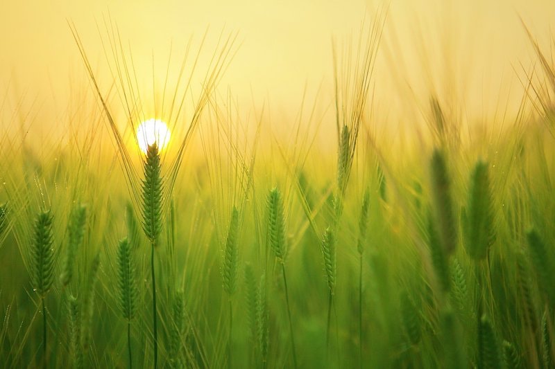 1655328617992 Agriculture
