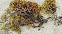 algae_0