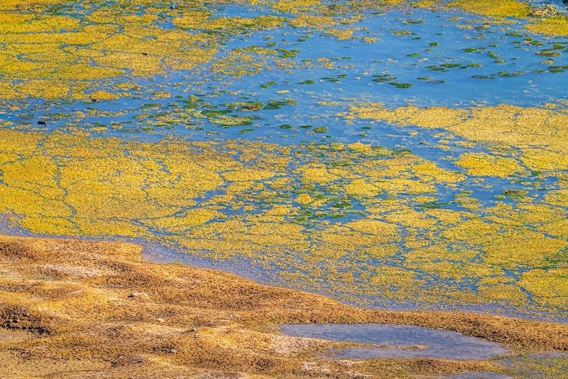 1655328625095 Algal Bloom