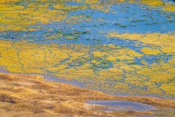 1655328625095 Algal Bloom 1655328625095 Algal Bloom