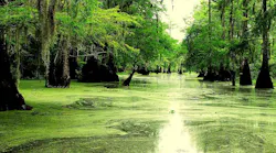 louisiana-water