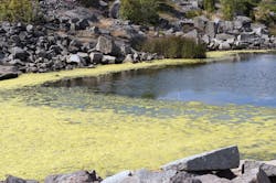 Algae blooms are often a sign of high nutrient levels in water, but tracking exact sources can be tricky.