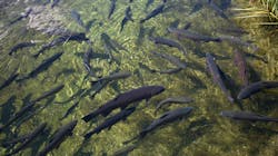 Fish Hatchery 631f4f61a58d3 Fish Hatchery 631f4f61a58d3