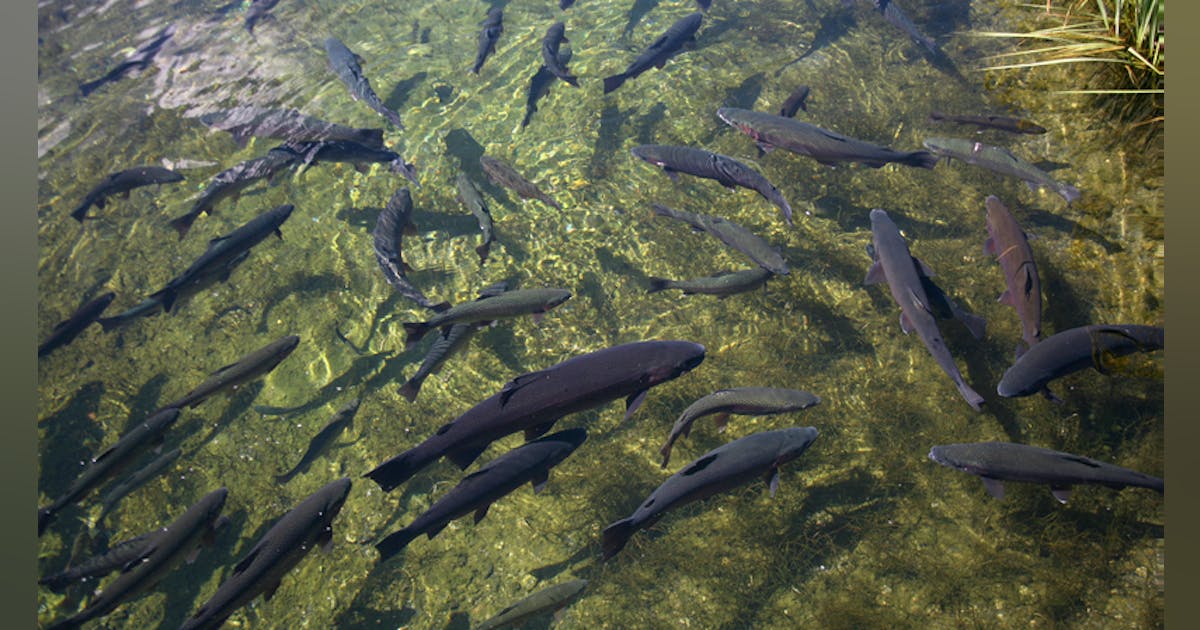 New Hampshire Agrees To Build Wastewater Plant At Fish Hatchery | Water &  Wastes Digest