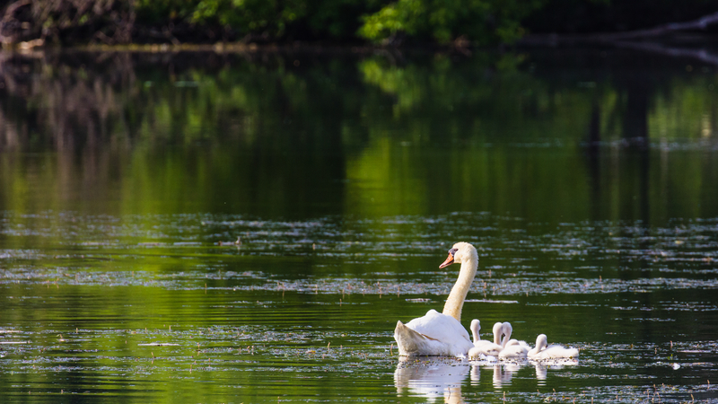 Ann Arbor Michigan Water 633c49feeae0a