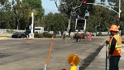 The Palos Verdes Peninsula is home to equestrian activities, and the project took their needs into account along with other stakeholders. The Palos Verdes Peninsula is home to equestrian activities, and the project took their needs into account along with other stakeholders.