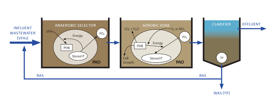 Pao Processing Enhanced fermentation: An effective approach to phosphorus removal ...