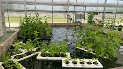 Artificial Floating Islands are being tested in a tank at the MWRD’s O’Brien Water Reclamation Plant.. Artificial Floating Islands are being tested in a tank at the MWRD’s O’Brien Water Reclamation Plant..