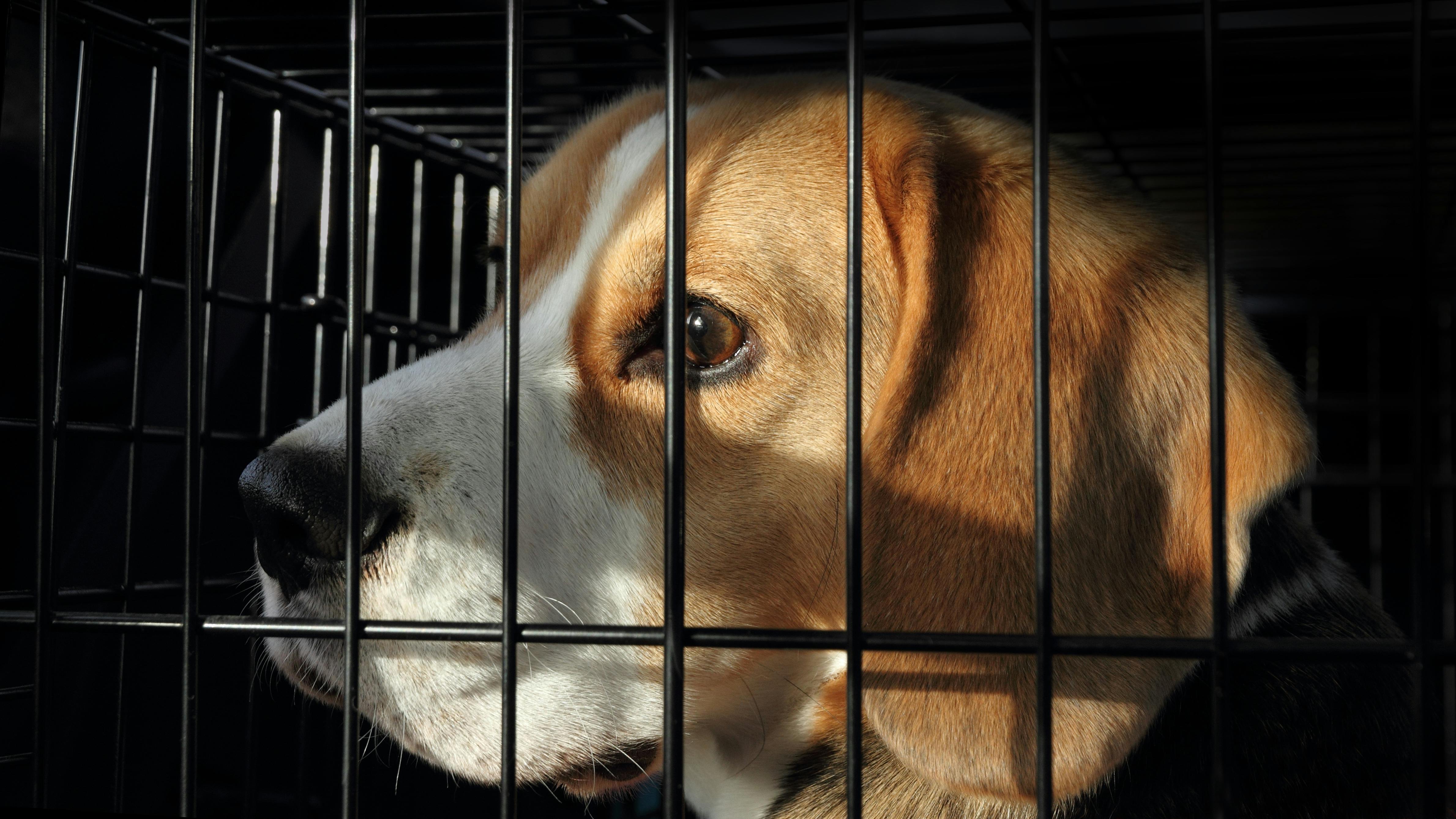 6661e5ac267ff765555cf89e Dreamstime Xxl 28146560