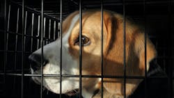 6661e5ac267ff765555cf89e Dreamstime Xxl 28146560 6661e5ac267ff765555cf89e Dreamstime Xxl 28146560