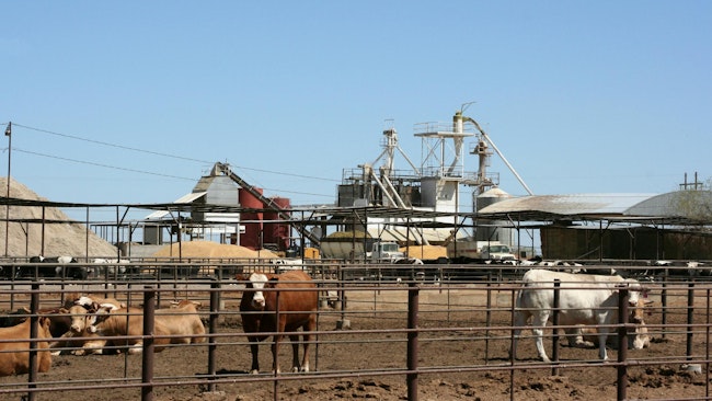 Cattle being raised in a feedlot