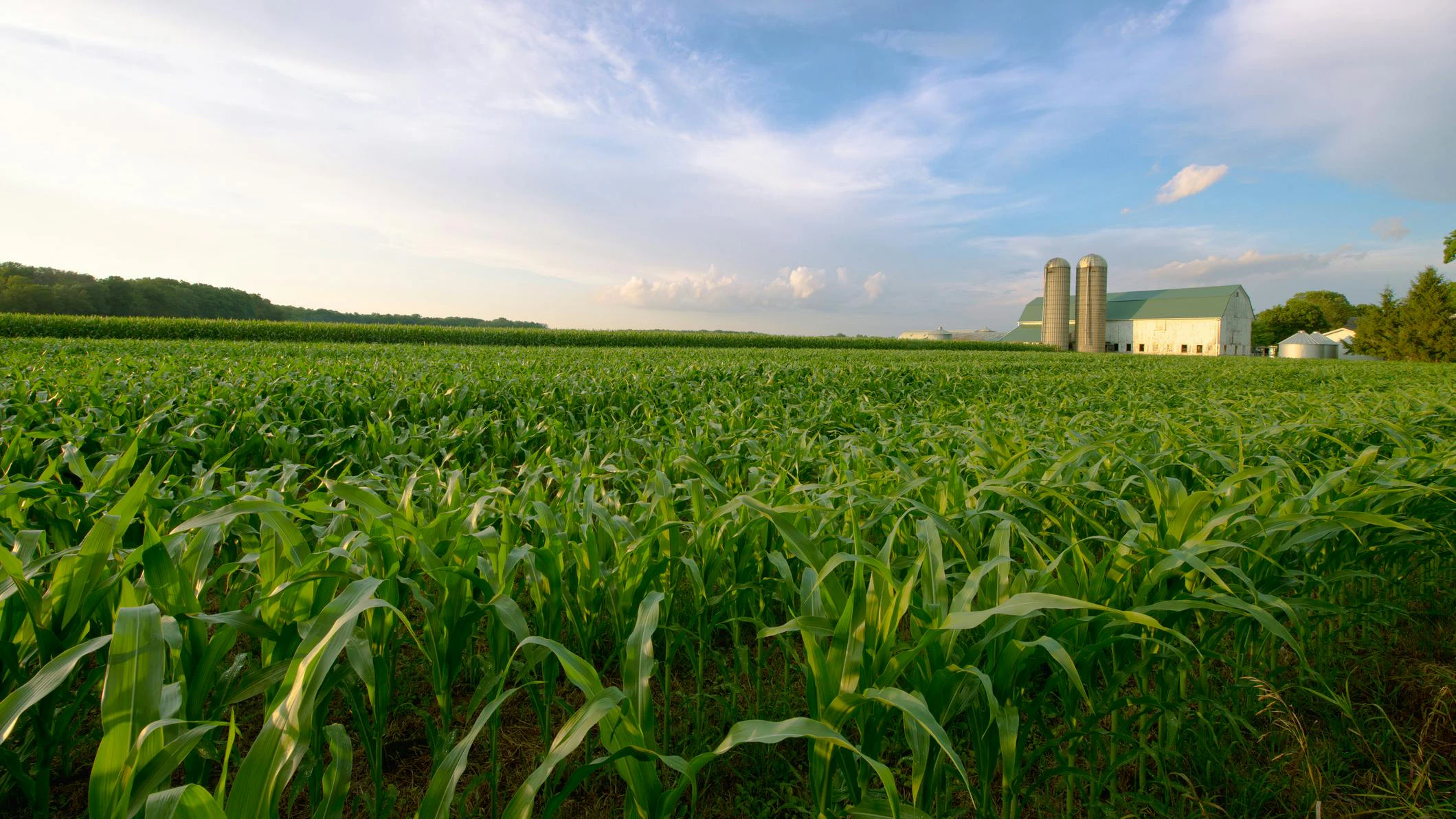 Wisconsin Dairy Farm