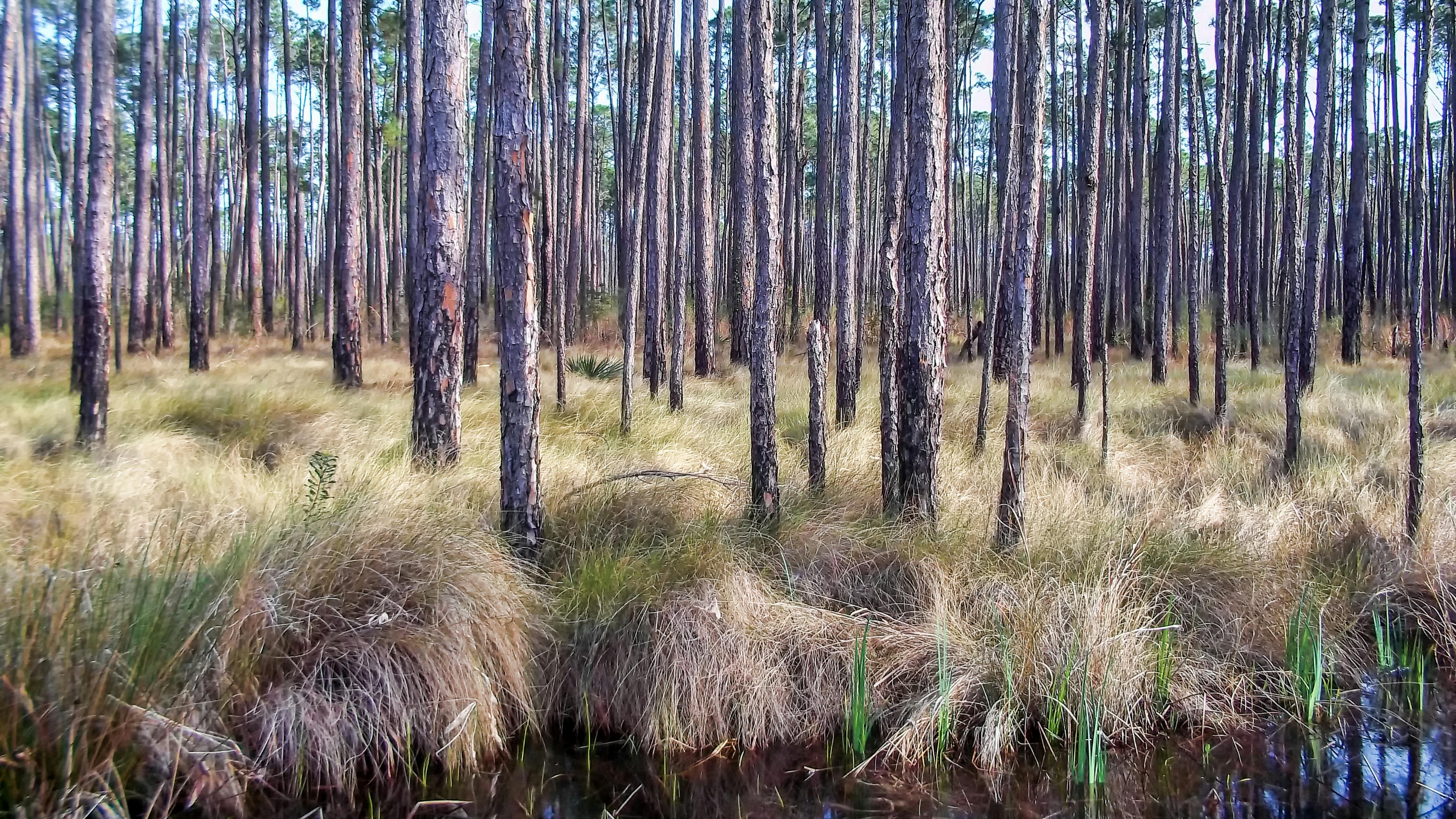 dreamstime_xxl_94147168