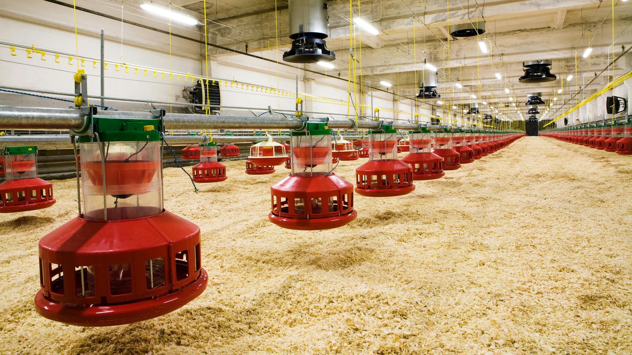 Whistleblower allegations prompt scrutiny of Virginia poultry processor wastewater practices