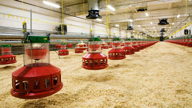 Whistleblower allegations prompt scrutiny of Virginia poultry processor wastewater practices